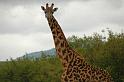 Giraffe face